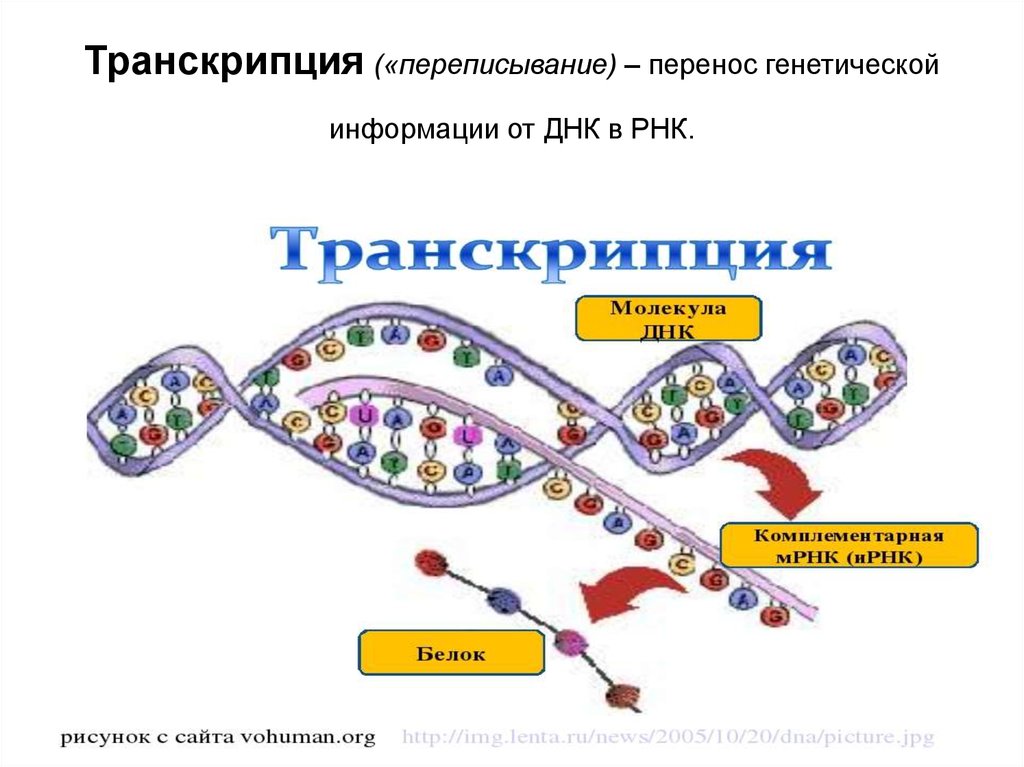 Схема переноса генетической информации в клетке роль матрицы