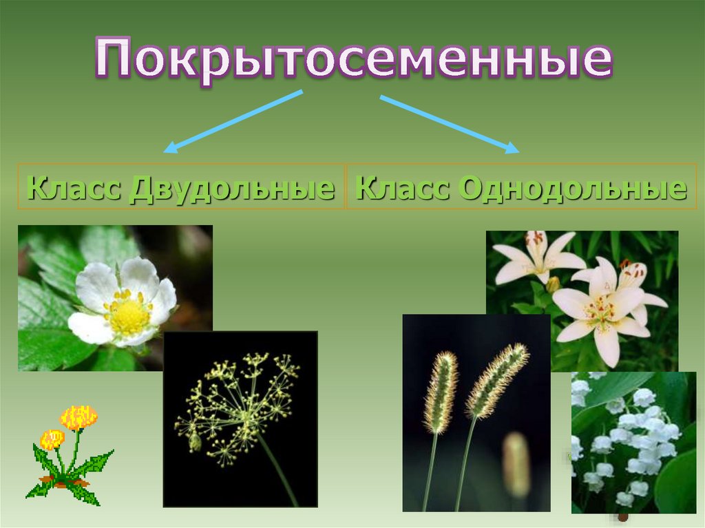 Многообразие цветковых. Покрытосеменные цветковые. Однодольные цветковые растения. Покрытосемянные растения. Покрытосеменные названия.