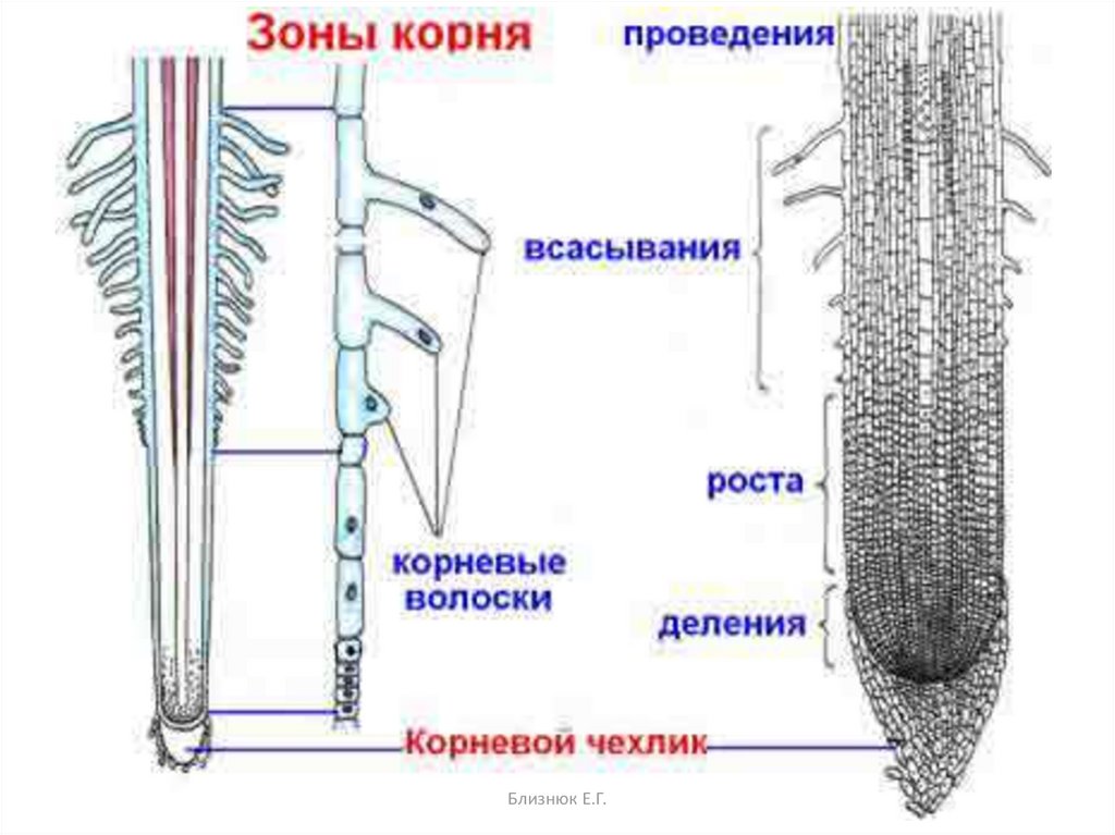 Рисунок корня растения зоны