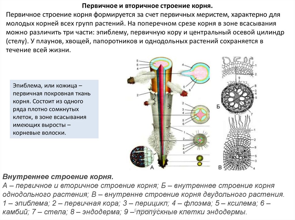 Особенности строения корня. Первичное и вторичное строение корня. Функции перицикла корня.