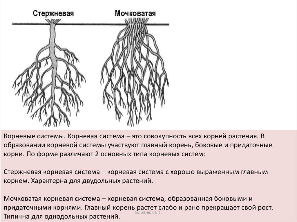 Стержневая корневая система и мочковатая корневая. Мочковатая корневая система у однодольных. Стержневая и мочковатая система. Мочковатая система у двудольных.