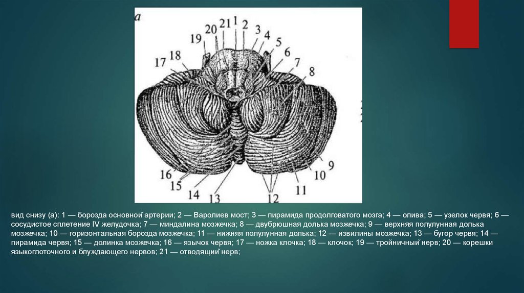 Рисунок пальцевых вдавлений и сосудистых борозд усилен