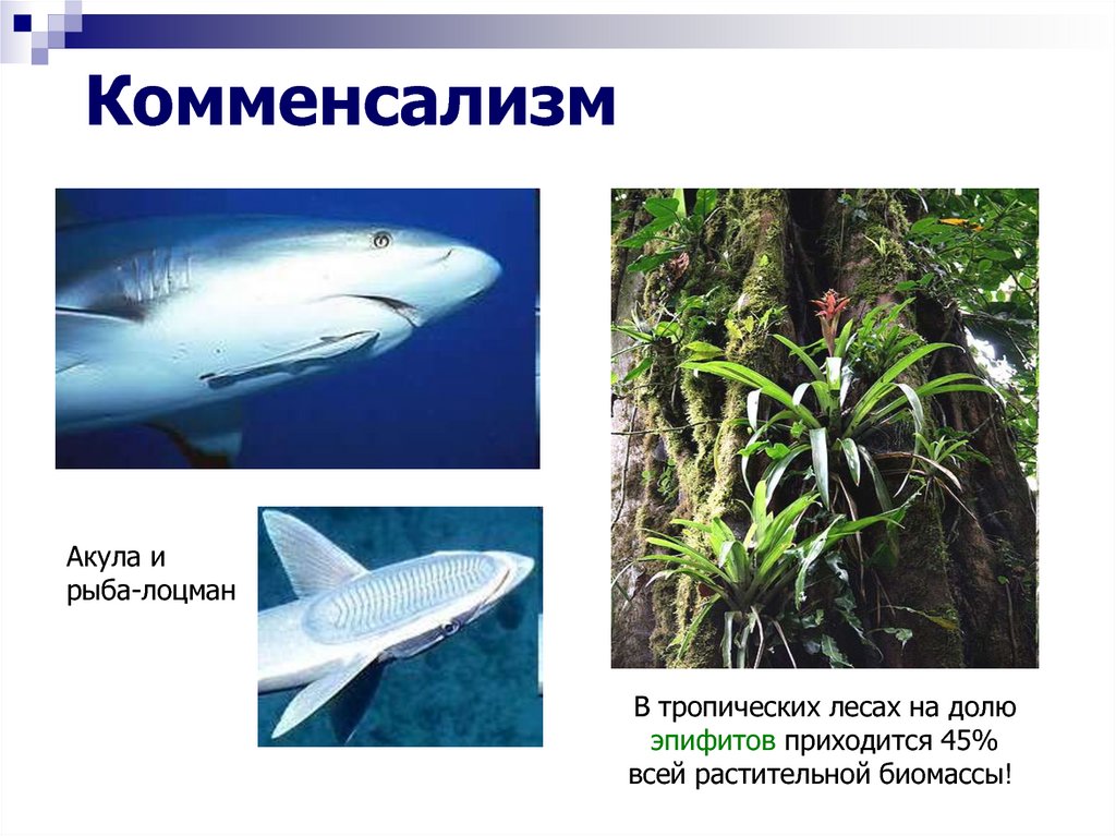 Комменсализм это примеры. Комменсализм акула и рыба Лоцман. Виды комменсализма. Примеры комменсализма в экологии. Взаимодействие акулы и рыбы лоцмана.