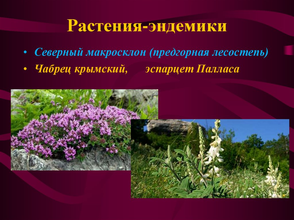 Какие растения есть в евразии. Эндемики Евразии растения. Эндемичные растения Крыма. Крымские эндемики растения. Растение эндемик и Реликт.