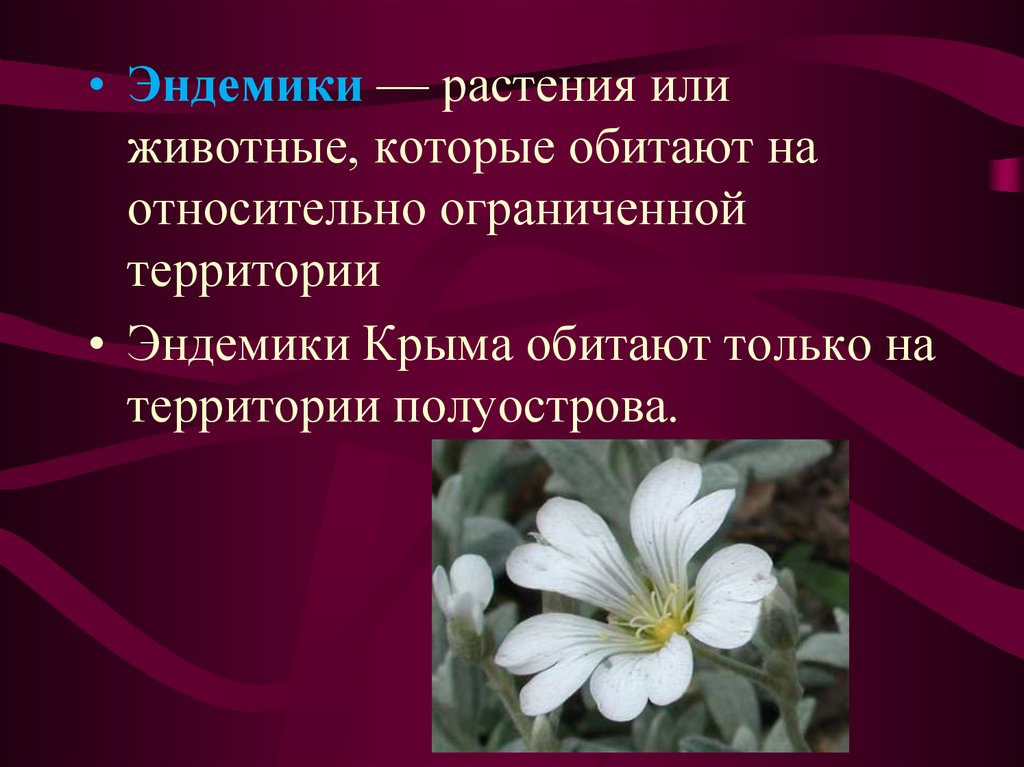 Эндемики это животные или растения. Эндемики растения. Эндемики Крыма растения. Эндемики и реликты. Эндемики растения и животные.