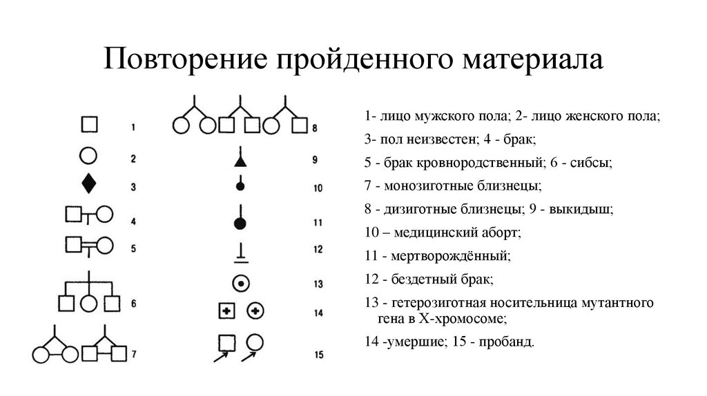 Сибсы в генетике