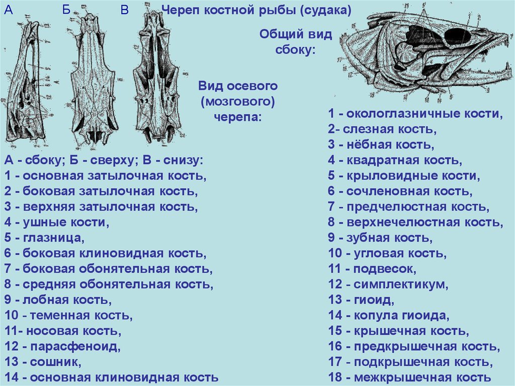 Позвоночник неподвижно соединен с черепом у рыб. Схема строения черепа костистой рыбы. Кости черепа костной рыбы. Строение черепа костистой рыбы. Череп костных рыб.