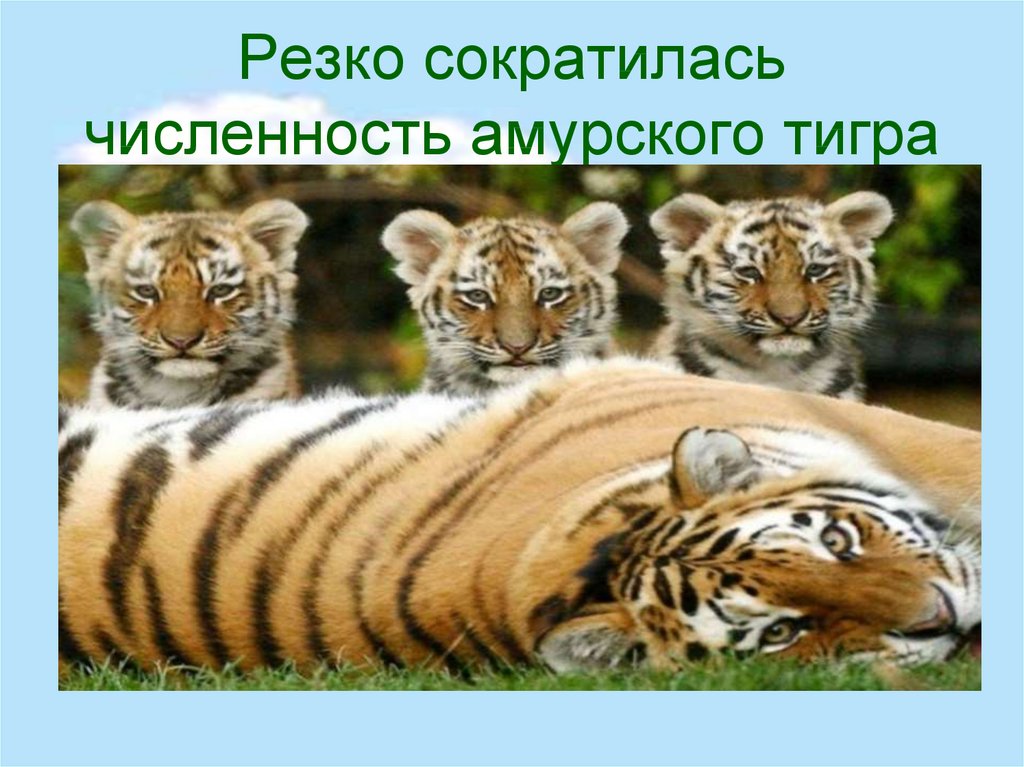 Резко сократилась численность амурского тигра