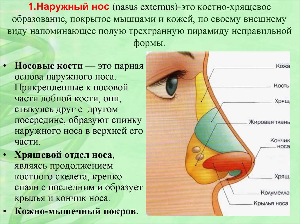 Почему может болеть нос. Строение носа человека. Строение внешнего носа и пазух. Строение человеческого носа. Особенности строения носа.