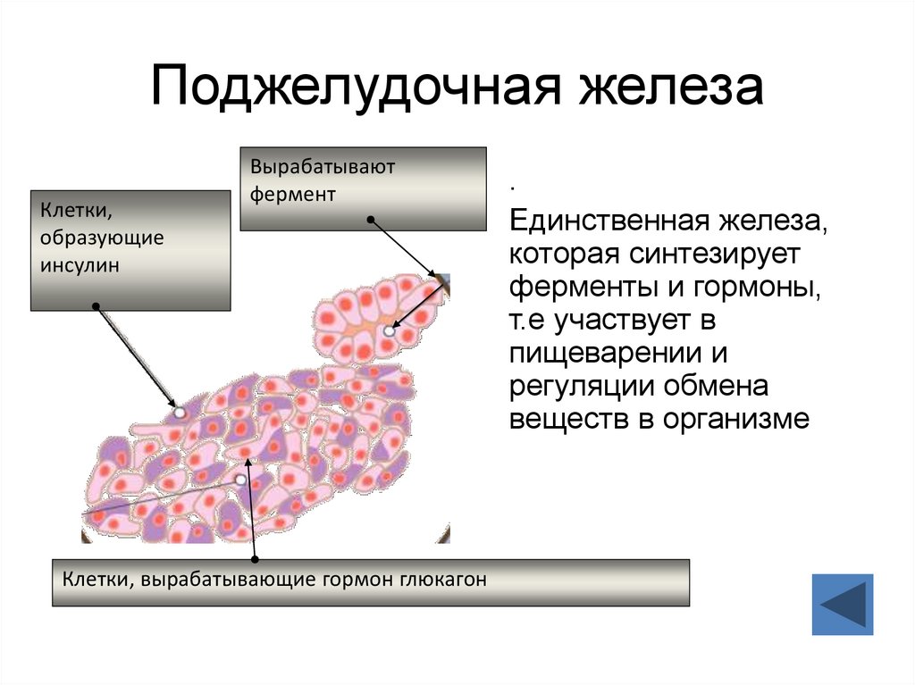 Жидкость вырабатываемая железа. Клетки поджелудочной железы секретируют амилазу. Какими клетками вырабатывается инсулин. Клетки поджелудочной железы секретируют инсулин. Клетки поджелудочной железы вырабатывающие ферменты.