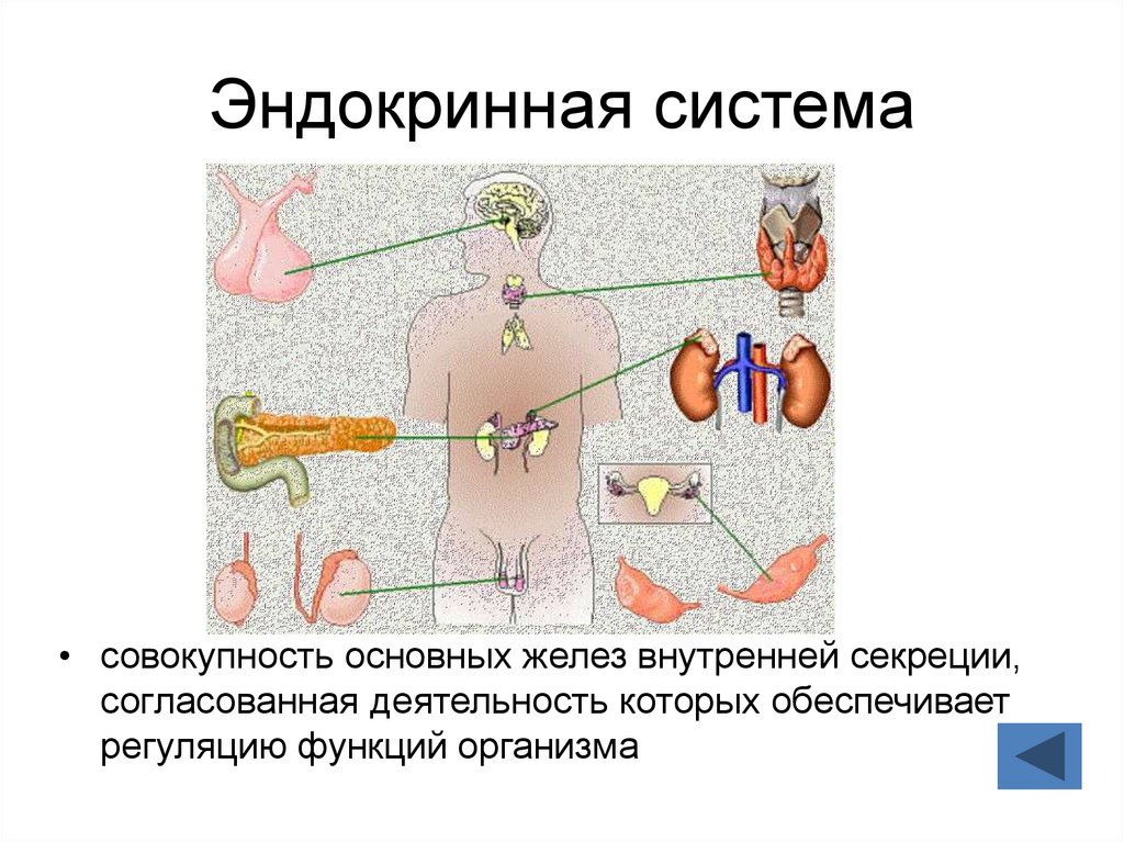 Совокупность желез внутренней секреции. Эндокринная система строение желез внутренней секреции. Эндокринная система представлена железами внешней секреции. Важность эндокринной системы. Железы схема