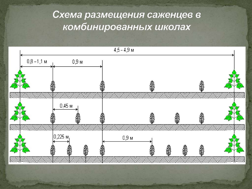 Схема посадки. Схема размещения саженцев в комбинированных школах. Схемы размещения саженцев в комбинированной школе. Схема посадки сеянцев в комбинированной школе. Комбинированная схема размещения растений.