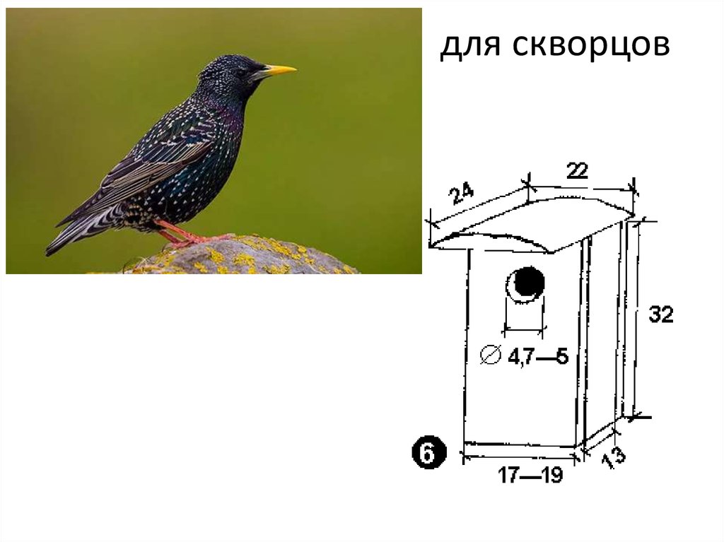 Рисунок летящего скворца