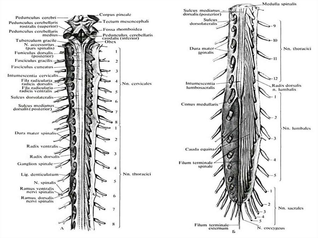 Расположение отделов спинного мозга. Строение спинного мозга вид сбоку. Наружное строение спинного мозга анатомия. Внутреннее строение спинного мозга анатомия. Топография и внешнее строение спинного мозга.