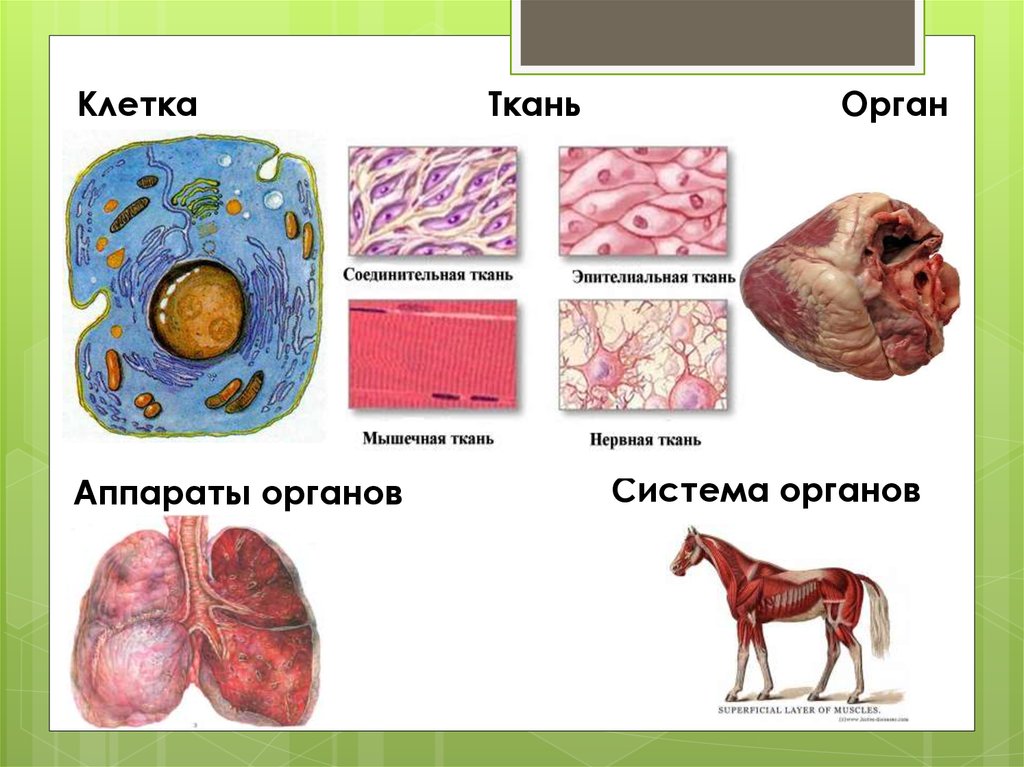 Ткани животной клетки. Ткани и органы животных. Клетка ткань орган. Ткани органы и системы органов. Клетка ткань орган организм.