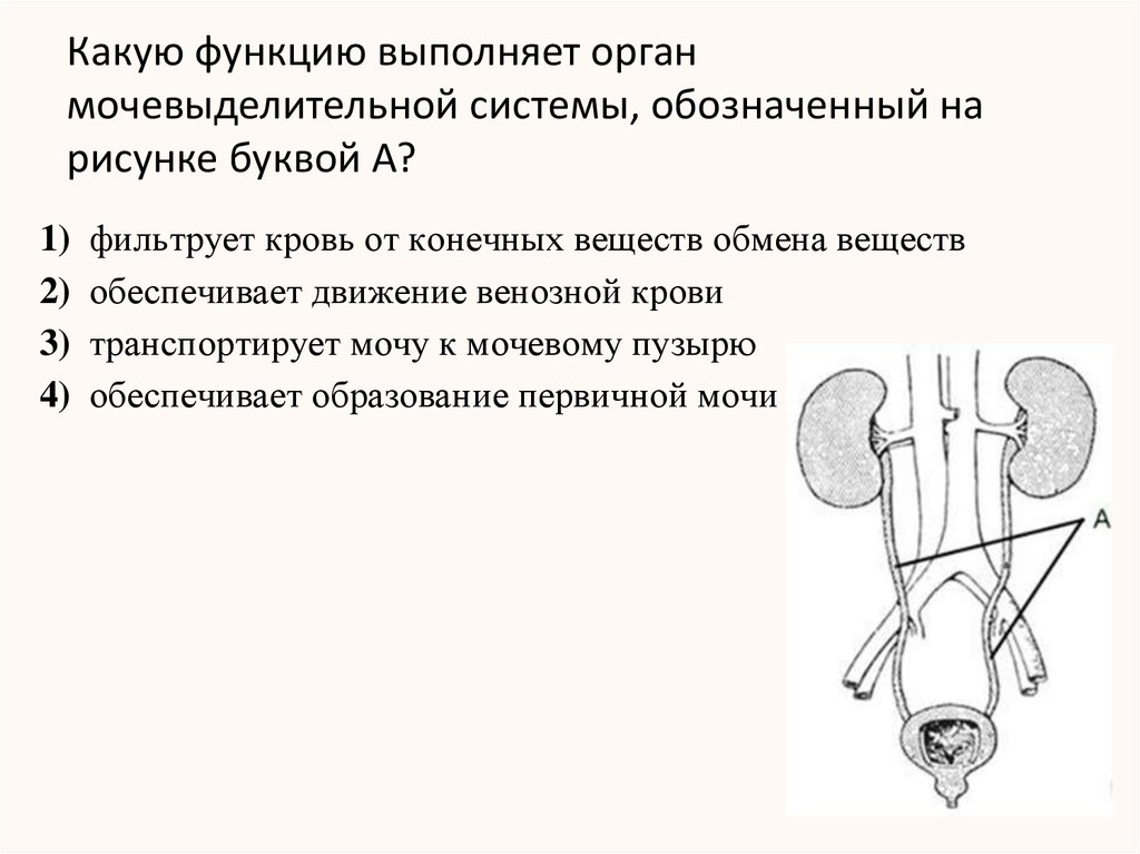 Какие органы обозначены на рисунке цифрами 1 и 3 укажите их функции