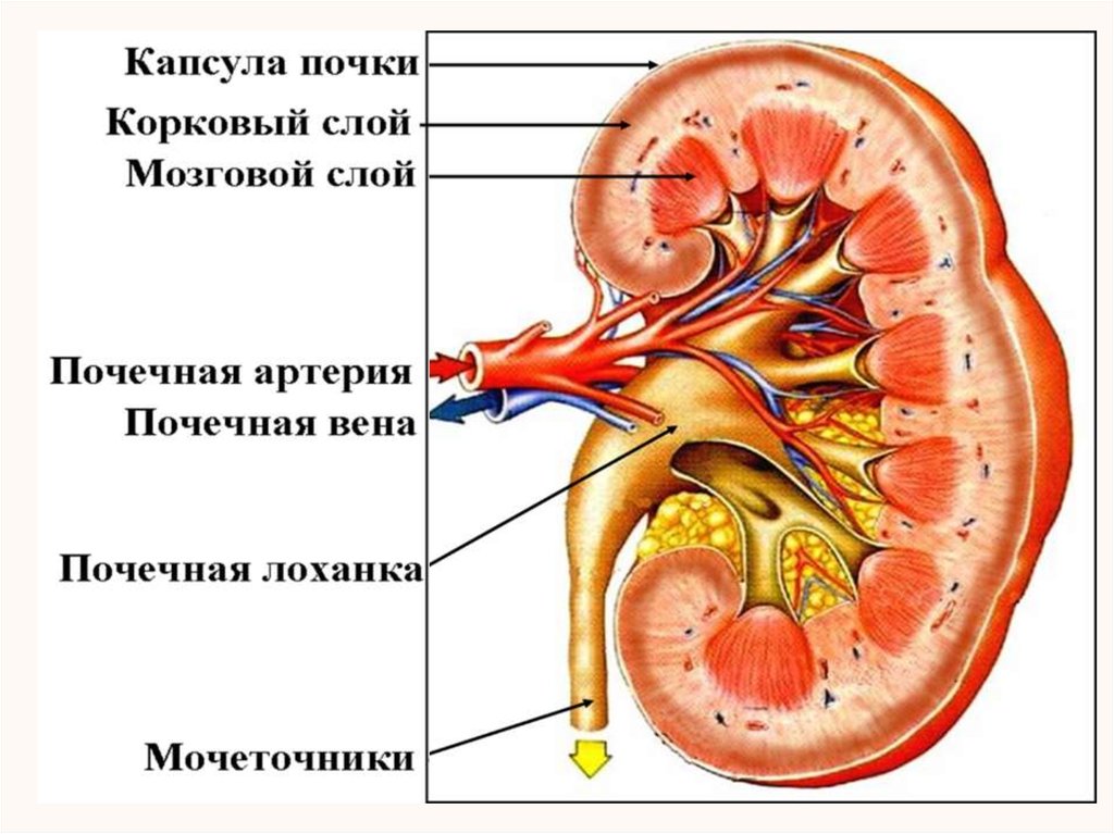 Рисунок почки человека с подписями