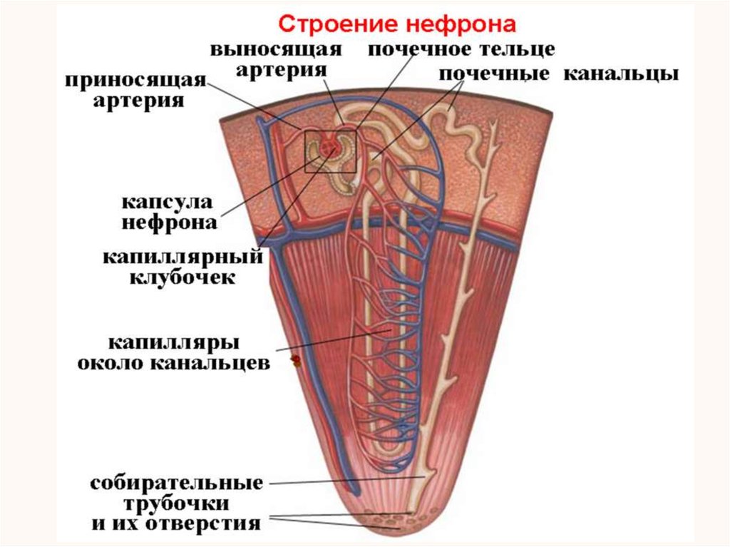 Презентация выделительная система пименов