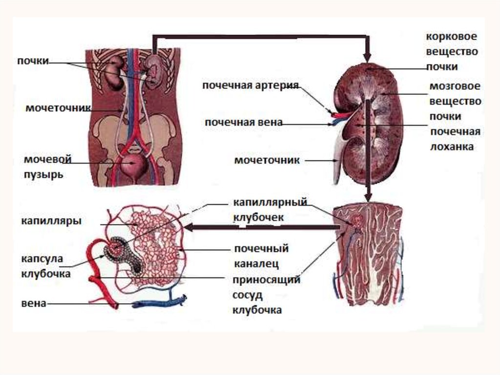 Органы какой системы изображены на рисунке укажите их названия и функции почки