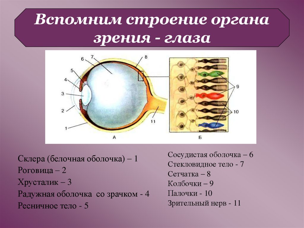 Роговица зрительная зона коры мозга стекловидное тело. Орган зрения зрительный анализатор анатомия. Орган зрения строение глаза. Орган зрения строение и функции глаза. Строение он ана зрения.