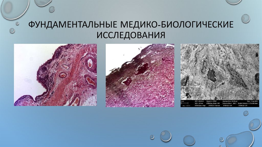 Фундаментальные медико-биологические исследования