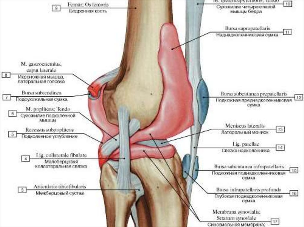 Строение колена у человека. Связки коленного сустава топографическая анатомия. Связочный аппарат коленного сустава анатомия. Завороты коленного сустава топографическая анатомия.