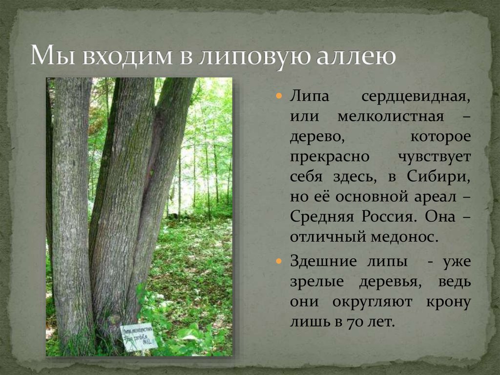 Аллея составить предложение. Аллея из липы в Сибири. Стихи про липовые аллеи. Легенда о Липе и Липовой аллеи. Памятник природы липовый остров животные.