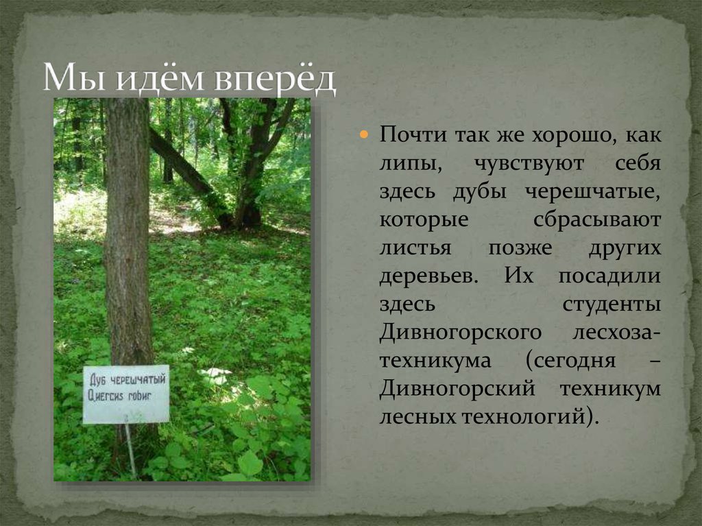 Да здесь был этот дуб. Дендросад в районе старого скита. Михайловский сад дуб черешчатый. Виртуальные экскурсии.деревья. Названия экскурсии в дендросад.