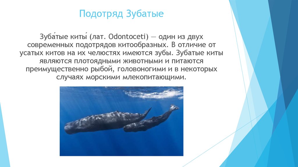Значение китообразных в жизни человека