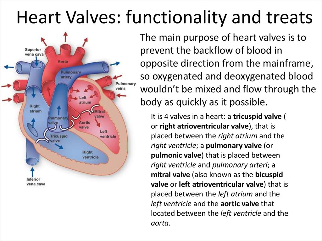 Heart valves: functionality and treats - online presentation