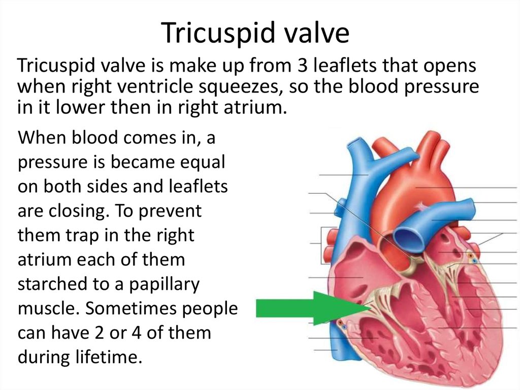 Heart valves: functionality and treats - online presentation