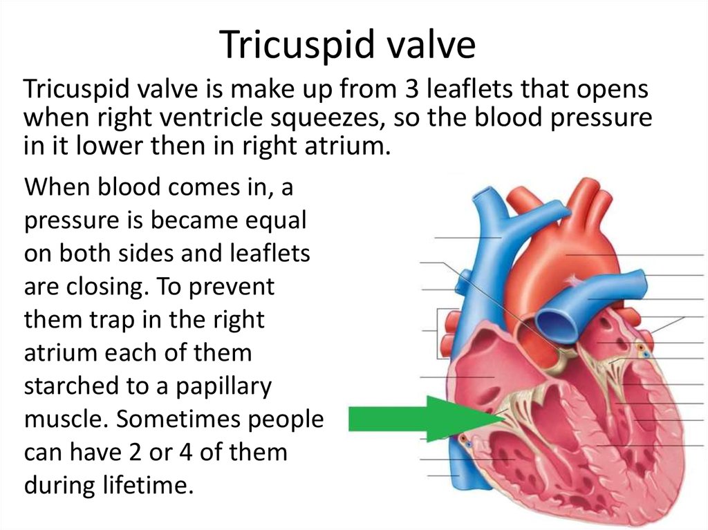 Heart Valves Functionality And Treats Online Presentation