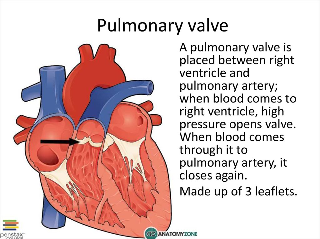 Heart valves functionality and treats online presentation