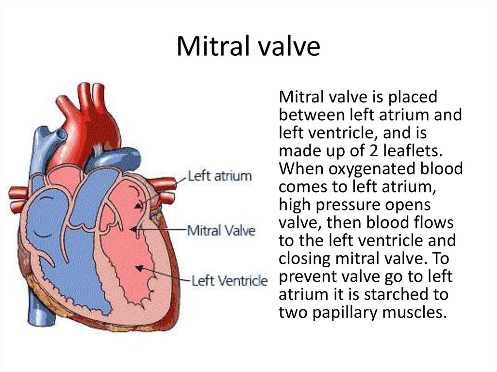 Heart valves functionality and treats online presentation