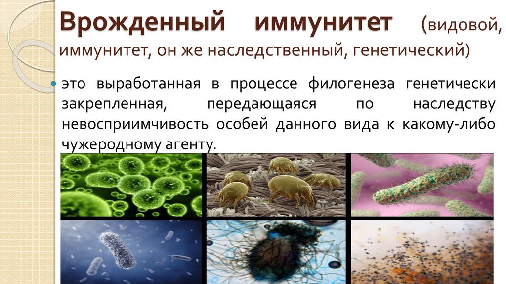 Учение об иммунитете презентация