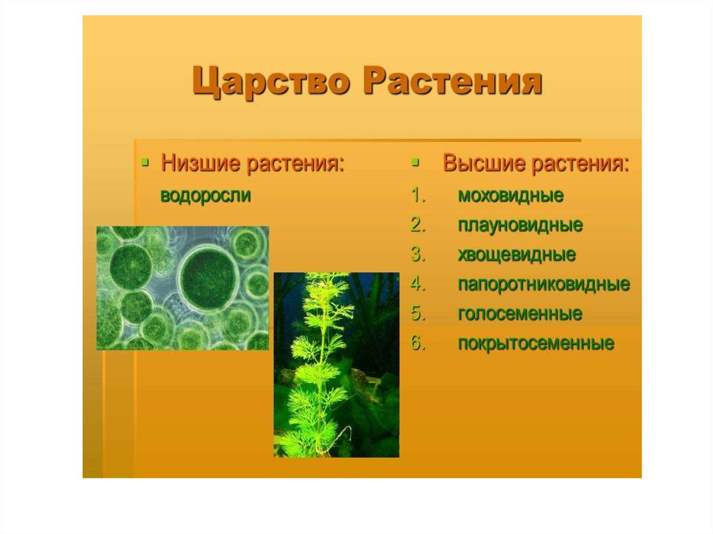 Описание низших растений. Водоросли доядерные. Папоротниковидные строение. Фотоавтотрофы лишенные ядра. Черты сходства и различия водорослей и высших растений.