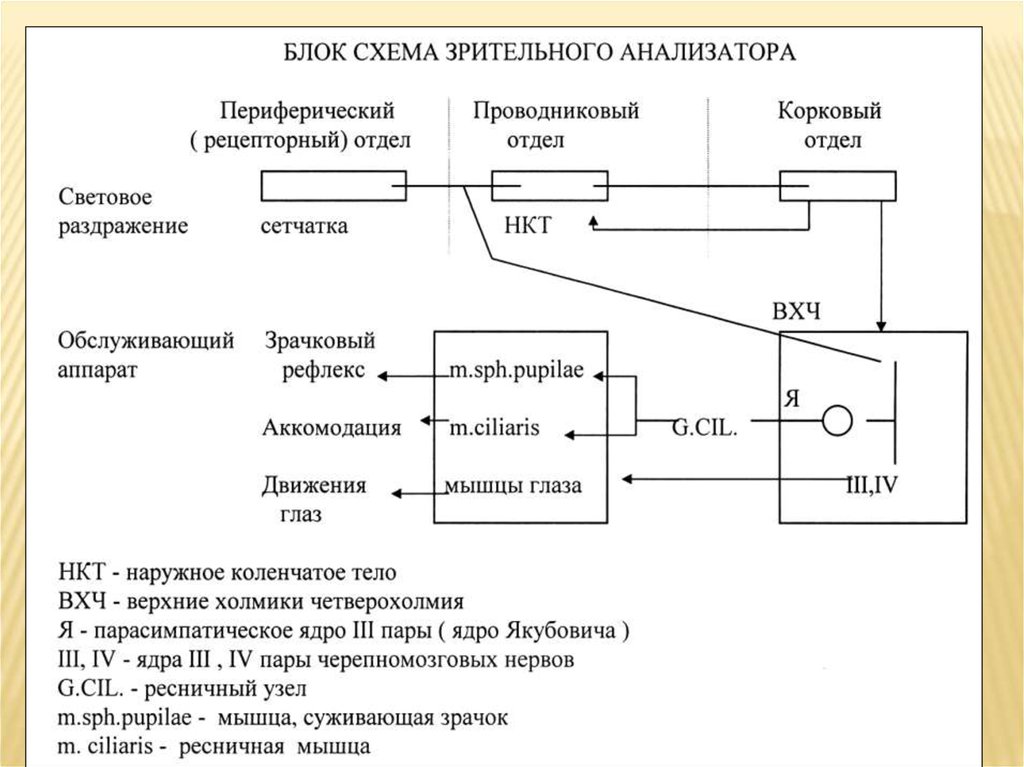 Схема анализатора. Блок схема зрительной сенсорной системы. Зрительный анализатор рецепторный проводниковый корковый отделы. Блок схема зрительного анализатора физиология. Сенсорные системы зрительный анализатор схема.