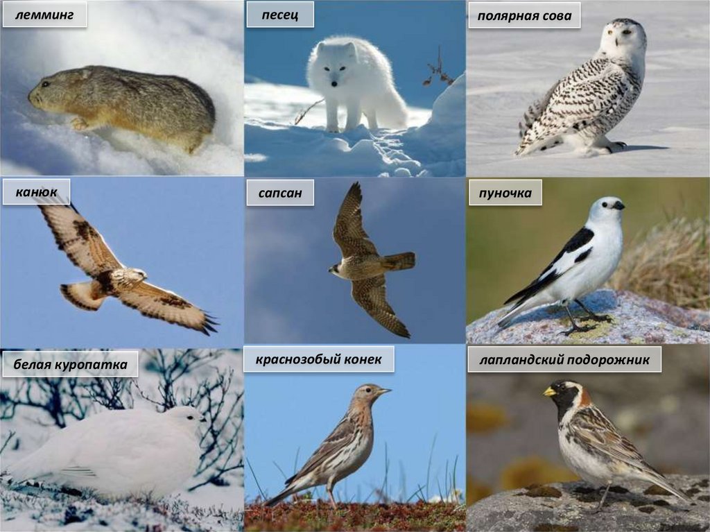 В какой природной зоне полярная куропатка. Полярная Сова и лемминги. Птицы тундры и Арктики. Полярная пуночка. Полярная Сова, песец, Полярная Сова, лемминг.