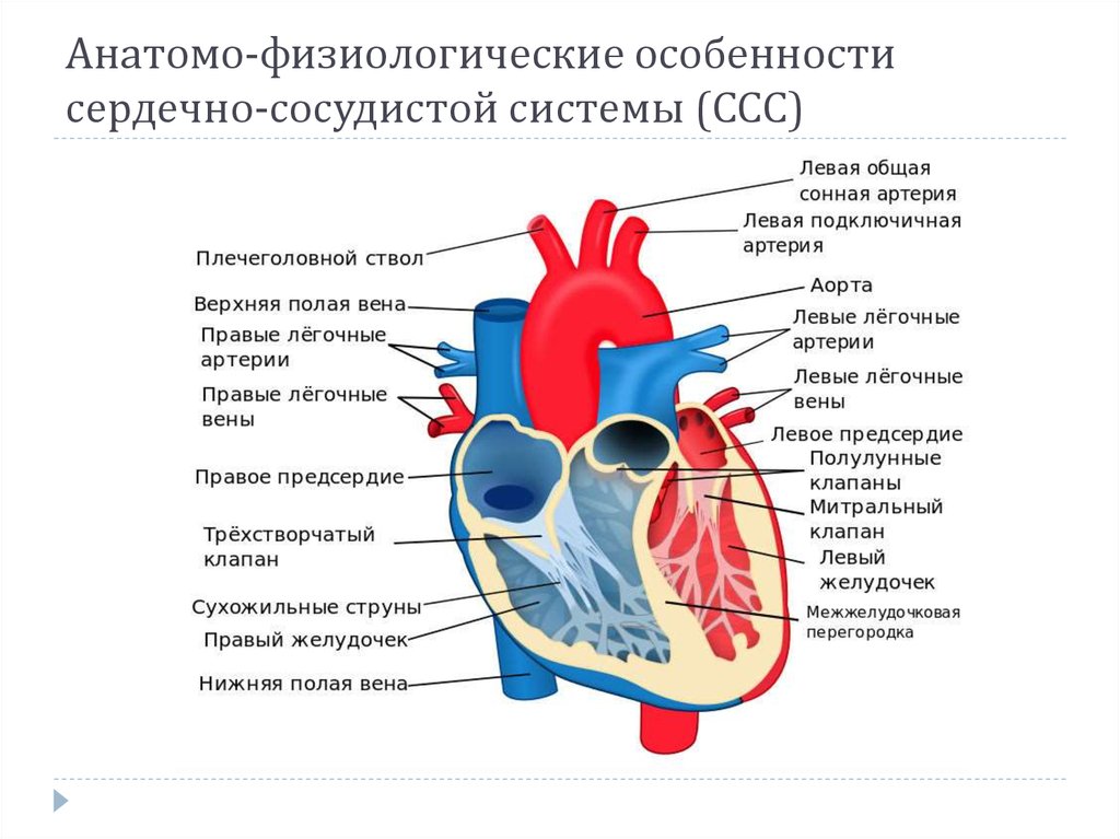 Физиология сердечно сосудистой системы презентация