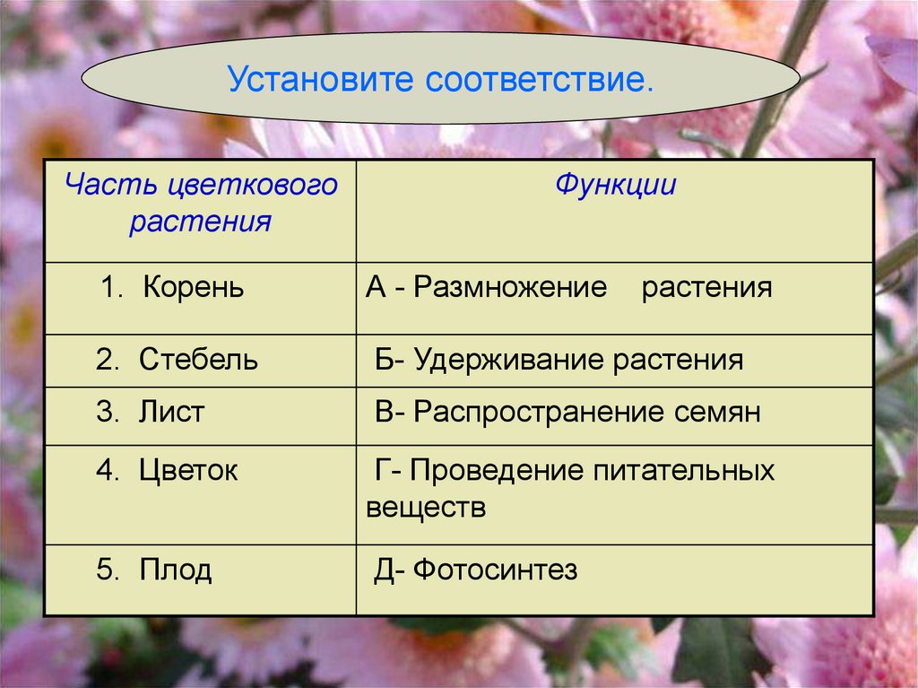 Функции органов цветкового