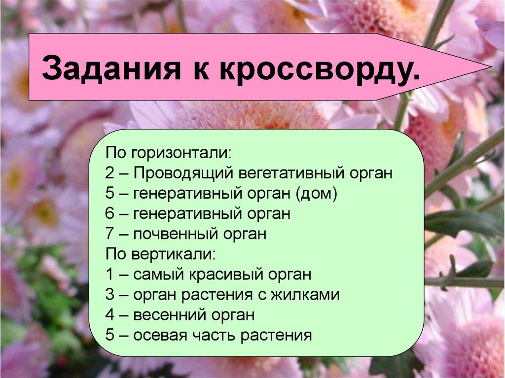 Генеративные органы цветковых растений. Генеративные органы растений презентация. Цветок самый красивый орган растения. Органы цветковых растений 6 класс.