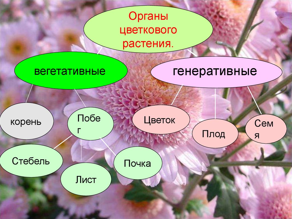 Функции органов цветкового. Органы цветковых растений. Вегетативные органы цветкового растения. Генеративные органы растений цветок. Вегетативные и генеративные органы цветка.
