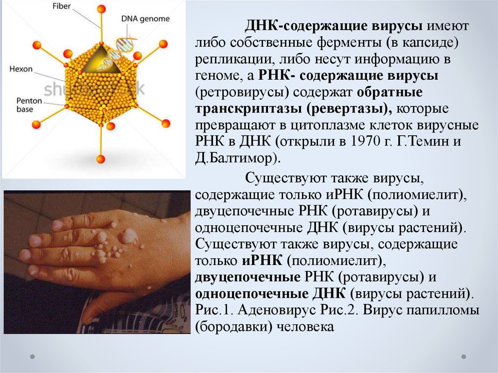 Вирусы имеют днк. ДНК содержащие вирусы аденовирус. ДНК содержащие вирусы строение. Аденовирус строение. Аденовирус строение вируса.