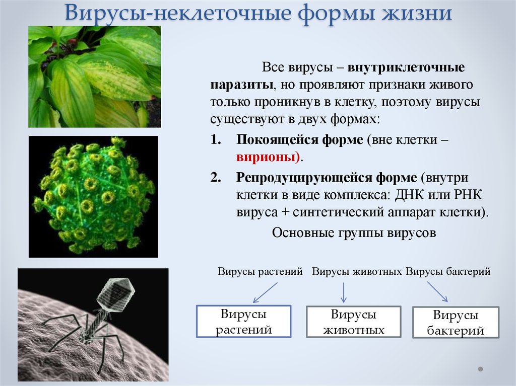 Какие неклеточные формы жизни проявляют признаки живого