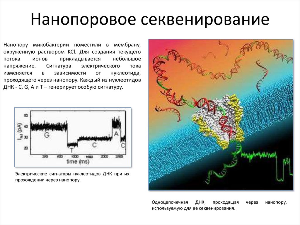 Воспроизводство генома это