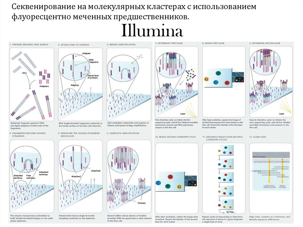 Поколения секвенирования. Секвенирование Иллюмина принцип метода. Метод illimnia секвенирование. Схема химического секвенирования ДНК. Секвенирование второго поколения Illumina.