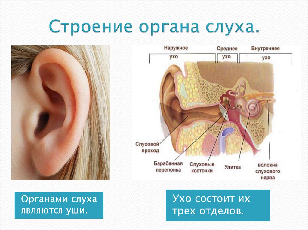 Органом слуха человека является