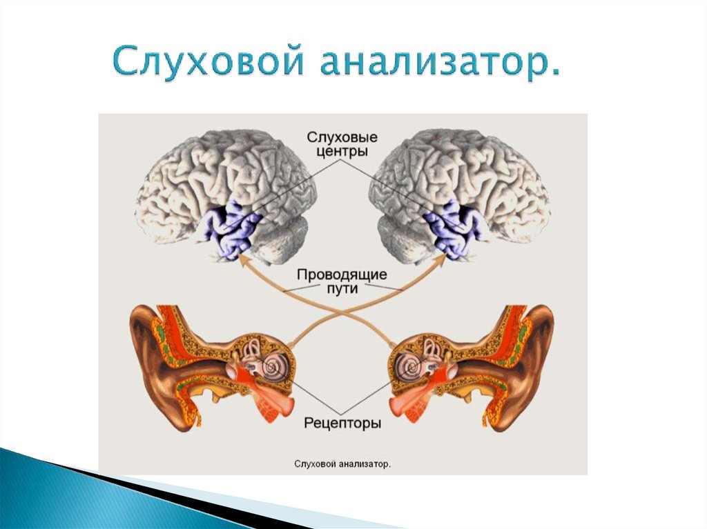 Слуховой анализатор презентация пименов