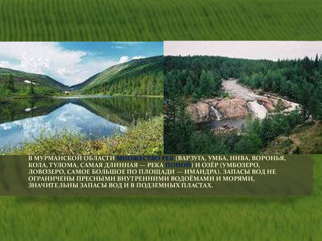 Какая река является самой длиной в мурманской. Река кола презентация. Реки Мурманской области. Самые крупные реки Мурманской области. Растения реки кола.
