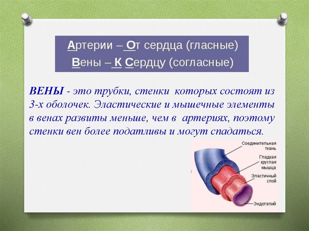 Артерии и вены определение. Стенка артерии. Стенки вен состоят из.